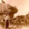z. Labores agrícolas (19)